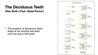 After Birth ( Post- Natal Period )
• The eruption of deciduous teeth
starts at six months and lasts
until two and a half years.
The Deciduous Teeth
 