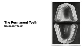 The Permanent Teeth
Secondary teeth
 