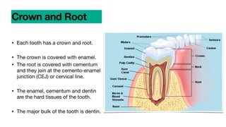 • Each tooth has a crown and root.
• The crown is covered with enamel.
• The root is covered with cementum
and they join at the cemento-enamel
junction (CEJ) or cervical line.
• The enamel, cementum and dentin
are the hard tissues of the tooth.
• The major bulk of the tooth is dentin.
Crown and Root
 