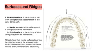 5. Proximal surface: is the surface of the
tooth facing towards adjacent teeth in the
same dental arch.
a. Mesial surface: is the surface which
is facing towards the median line.
b. Distal surface: is the surface which is
facing away from the median line.
All teeth have their mesial surfaces touching
the distal surfaces of the adjacent tooth
except the maxillary and mandibular central
incisors (both permanent and deciduous).
Surfaces and Ridges
 