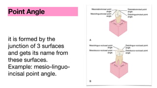 it is formed by the
junction of 3 surfaces
and gets its name from
these surfaces.
Example: mesio-linguo-
incisal point angle.
Point Angle
 