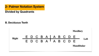 Divided by Quadrants
B. Deciduous Teeth
2- Palmer Notation System
 