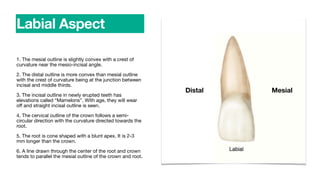 1. The mesial outline is slightly convex with a crest of
curvature near the mesio-incisal angle.
2. The distal outline is more convex than mesial outline
with the crest of curvature being at the junction between
incisal and middle thirds.
3. The incisal outline in newly erupted teeth has
elevations called “Mamelons”. With age, they will wear
o
ff
and straight incisal outline is seen.
4. The cervical outline of the crown follows a semi-
circular direction with the curvature directed towards the
root.
5. The root is cone shaped with a blunt apex. It is 2-3
mm longer than the crown.
6. A line drawn through the center of the root and crown
tends to parallel the mesial outline of the crown and root.
Labial Aspect
Distal Mesial
 