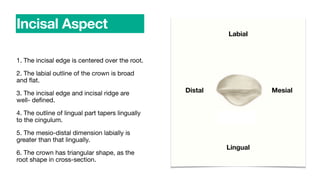 1. The incisal edge is centered over the root.
2. The labial outline of the crown is broad
and
fl
at.
3. The incisal edge and incisal ridge are
well- de
fi
ned.
4. The outline of lingual part tapers lingually
to the cingulum.
5. The mesio-distal dimension labially is
greater than that lingually.
6. The crown has triangular shape, as the
root shape in cross-section.
Incisal Aspect
Labial
Lingual
Distal Mesial
 