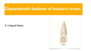 4. Lingual fossa.
Characteristic features of incisor’s crown
 