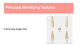 4.Very long single root.
Principal Identifying features
 