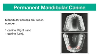 Permanent Mandibular Canine
Mandibular canines are Two in
number ;
1 canine (Right ) and
1 canine (Left).
 