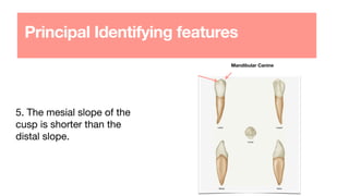 Principal Identifying features
5. The mesial slope of the
cusp is shorter than the
distal slope.
Mandibular Canine
 