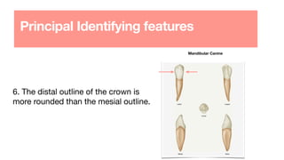 Principal Identifying features
6. The distal outline of the crown is
more rounded than the mesial outline.
Mandibular Canine
 