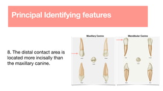 Maxillary Canine Mandibular Canine
Principal Identifying features
8. The distal contact area is
located more incisally than
the maxillary canine.
 
