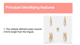 1. Two sharply de
fi
ned cusps, buccal
(1mm) longer than the lingual.
Principal Identifying features
 