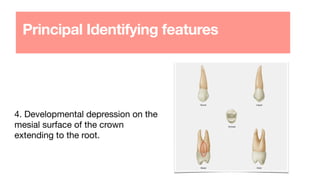 4. Developmental depression on the
mesial surface of the crown
extending to the root.
Principal Identifying features
 