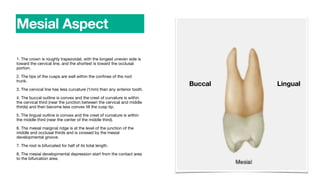 1. The crown is roughly trapezoidal, with the longest uneven side is
toward the cervical line, and the shortest is toward the occlusal
portion.
2. The tips of the cusps are well within the con
fi
nes of the root
trunk.
3. The cervical line has less curvature (1mm) than any anterior tooth.
4. The buccal outline is convex and the crest of curvature is within
the cervical third (near the junction between the cervical and middle
thirds) and then become less convex till the cusp tip.
5. The lingual outline is convex and the crest of curvature is within
the middle third (near the center of the middle third).
6. The mesial marginal ridge is at the level of the junction of the
middle and occlusal thirds and is crossed by the mesial
developmental groove.
7. The root is bifurcated for half of its total length.
8. The mesial developmental depression start from the contact area
to the bifurcation area.
Mesial Aspect
Buccal Lingual
 