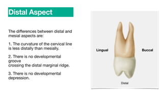 The di
ff
erences between distal and
mesial aspects are:
1. The curvature of the cervical line
is less distally than mesially.
2. There is no developmental
groove
crossing the distal marginal ridge.
3. There is no developmental
depression.
Distal Aspect
Buccal
Lingual
 