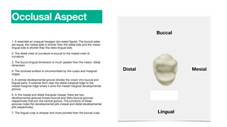 1. It resemble an unequal hexagon (six-sided
fi
gure). The buccal sides
are equal, the mesial side is shorter than the distal side and the mesio-
lingual side is shorter than the disto-lingual side.
2. The distal crest of curvature is buccal to the mesial crest of
curvature.
3. The bucco-lingual dimension is much greater than the mesio- distal
dimension.
4. The occlusal surface is circumscribed by the cusps and marginal
ridges.
5. A central developmental groove divides the crown into buccal and
lingual parts. It extends from near the distal marginal ridge to the
mesial marginal ridge where it joins the mesial marginal developmental
groove.
6. In the mesial and distal triangular fossae, there are two
developmental grooves (mesio-buccal and disto-buccal grooves
respectively) that join the central groove. The junctions of these
grooves make the developmental pits (mesial and distal developmental
pits respectively).
7. The lingual cusp is sharper and more pointed than the buccal cusp.
Occlusal Aspect
Buccal
Lingual
Distal Mesial
 