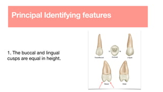 Principal Identifying features
1. The buccal and lingual
cusps are equal in height.
 