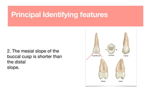 Principal Identifying features
2. The mesial slope of the
buccal cusp is shorter than
the distal
slope.
 