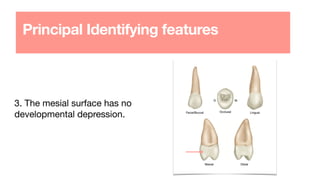 Principal Identifying features
3. The mesial surface has no
developmental depression.
 