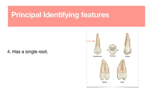 Principal Identifying features
4. Has a single root.
 