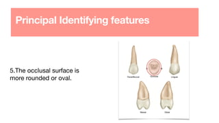 Principal Identifying features
5.The occlusal surface is
more rounded or oval.
 