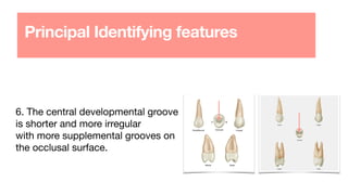 Principal Identifying features
6. The central developmental groove
is shorter and more irregular
with more supplemental grooves on
the occlusal surface.
 