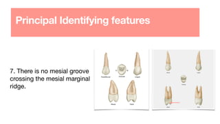 Principal Identifying features
7. There is no mesial groove
crossing the mesial marginal
ridge.
 
