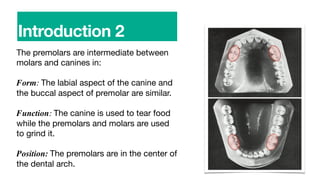 The premolars are intermediate between
molars and canines in:
Form: The labial aspect of the canine and
the buccal aspect of premolar are similar.
Function: The canine is used to tear food
while the premolars and molars are used
to grind it.
Position: The premolars are in the center of
the dental arch.
Introduction 2
 