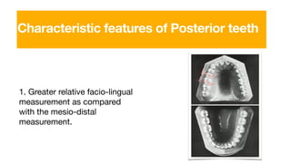 Characteristic features of Posterior teeth
1. Greater relative facio-lingual
measurement as compared
with the mesio-distal
measurement.
 