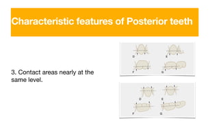 3. Contact areas nearly at the
same level.
Characteristic features of Posterior teeth
 