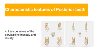 4. Less curvature of the
cervical line mesially and
distally.
Characteristic features of Posterior teeth
 