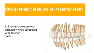 5. Shorter crown cervico-
occlusally when compared
with anterior
teeth.
Characteristic features of Posterior teeth
 