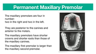 Permanent Maxillary Premolar
The maxillary premolars are four in
number:
two in the right and two in the left.
They are posterior to the canines and
anterior to the molars.
The maxillary premolars have shorter
crowns and shorter roots than those of
the maxillary canines.
The maxillary
fi
rst premolar is larger than
the maxillary second premolar.
 