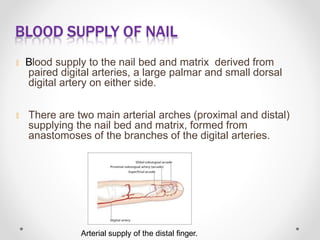 BLOOD SUPPLY OF NAIL
🞭 Blood supply to the nail bed and matrix derived from
paired digital arteries, a large palmar and sm...