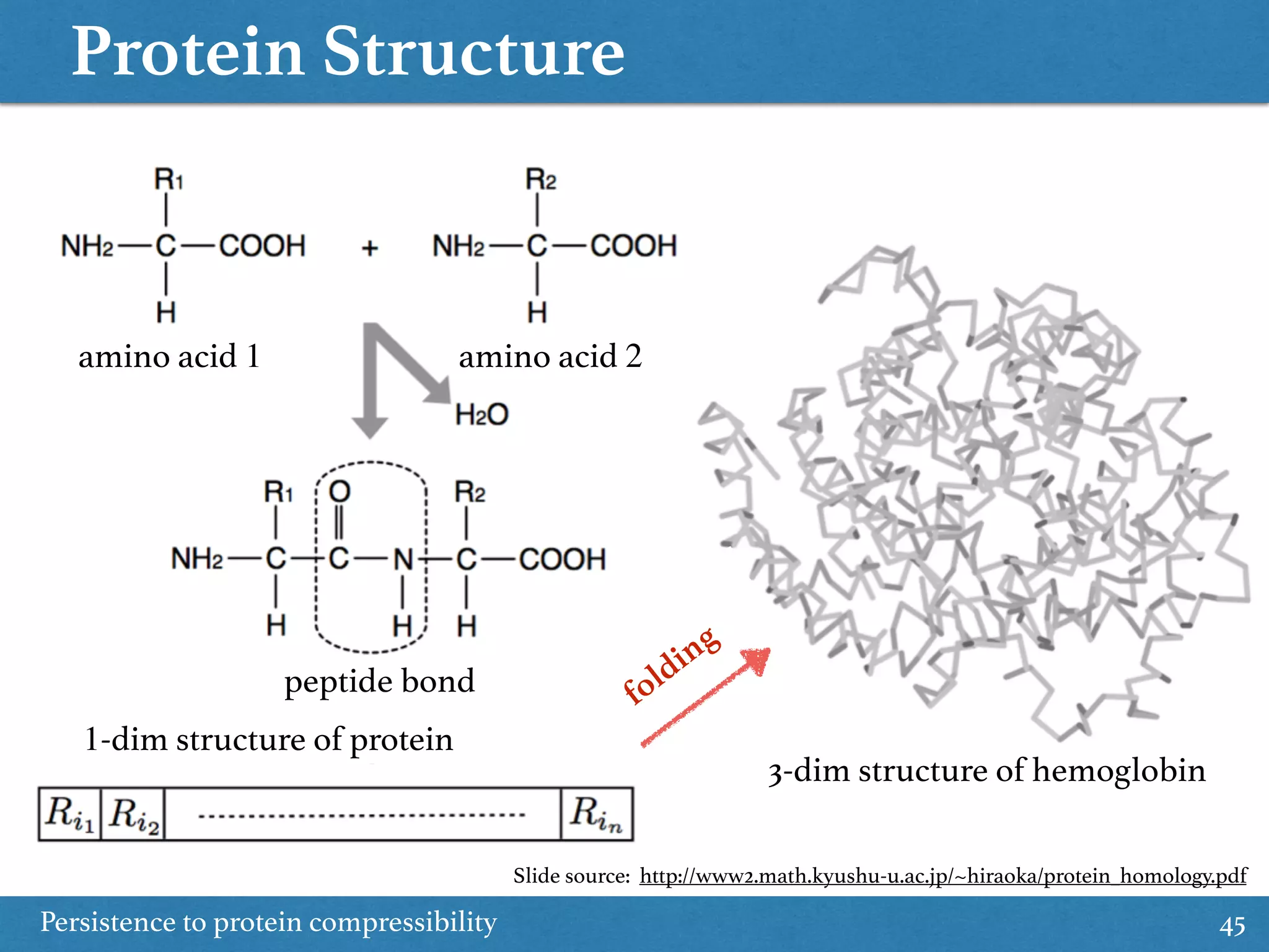 Protein Structure
Persistence to protein compressibility 45
amino acid 1 amino acid 2
3-dim structure of hemoglobin
1-dim structure of protein
folding
peptide bond
Slide source: http://www2.math.kyushu-u.ac.jp/~hiraoka/protein_homology.pdf
 