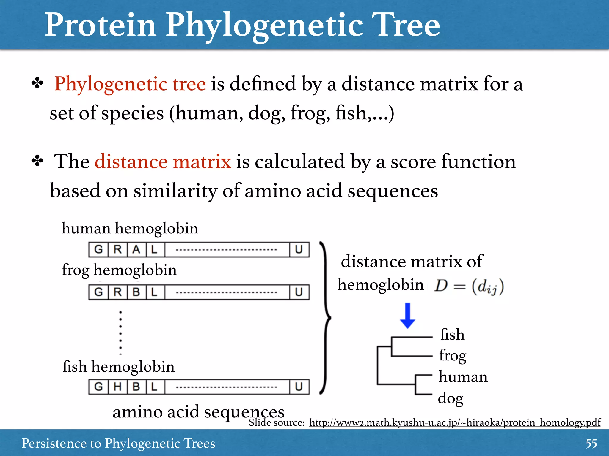 Protein Phylogenetic Tree
Persistence to Phylogenetic Trees 55
✤ Phylogenetic tree is deﬁned by a distance matrix for a
set of species (human, dog, frog, ﬁsh,…)
✤ The distance matrix is calculated by a score function
based on similarity of amino acid sequences
amino acid sequences
ﬁsh hemoglobin
frog hemoglobin
human hemoglobin
distance matrix of
hemoglobin
ﬁsh
frog
human
dog
Slide source: http://www2.math.kyushu-u.ac.jp/~hiraoka/protein_homology.pdf
 