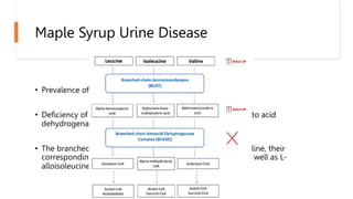 Maple Syrup Urine Disease
• Prevalence of approximately 1 in 200 000 newborns
• Deficiency of the thiamine-dependent branched chain α-keto acid
dehydrogenase complex
• The branched chain amino acids leucine, isoleucine, and valine, their
corresponding α-keto acids and hydroxy acid derivatives as well as L-
alloisoleucine are increased in physiological fluids.
 