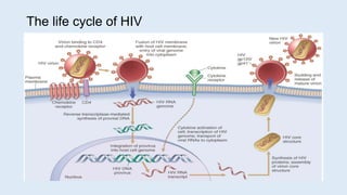 The life cycle of HIV
 