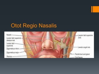 Otot Regio Nasalis
 