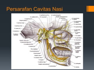 Persarafan Cavitas Nasi
 