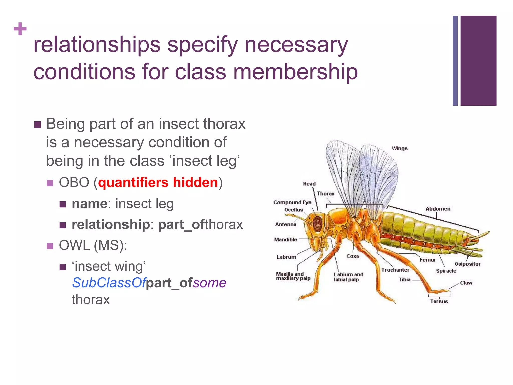 +
    relationships specify necessary
    conditions for class membership

       Being part of an insect thorax
        is a necessary condition of
        being in the class „insect leg‟
           OBO (quantifiers hidden)
               name: insect leg
               relationship: part_ofthorax
           OWL (MS):
               „insect wing‟
                SubClassOfpart_ofsome
                thorax
 