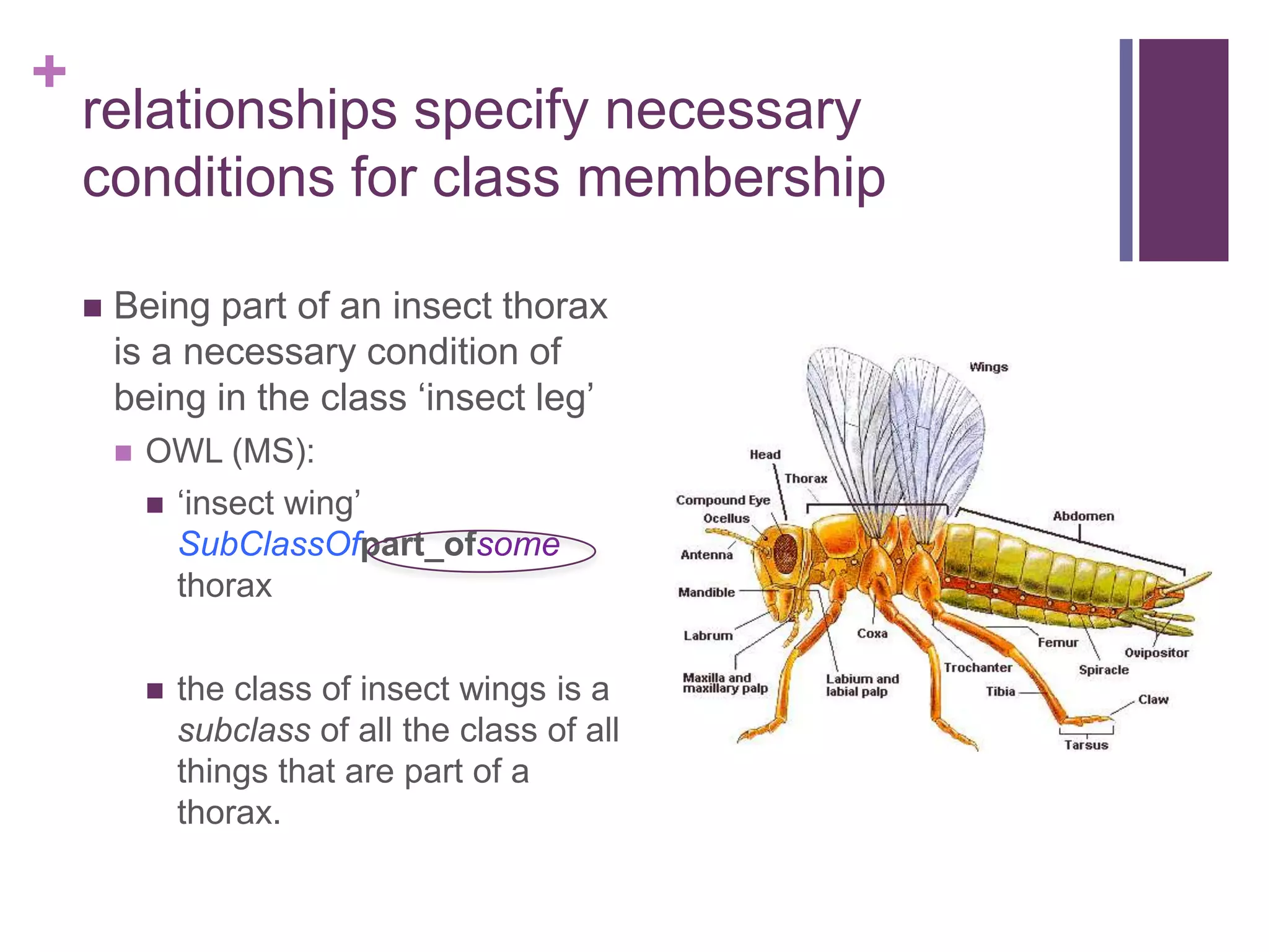 +
    relationships specify necessary
    conditions for class membership

       Being part of an insect thorax
        is a necessary condition of
        being in the class „insect leg‟
           OWL (MS):
               „insect wing‟
                SubClassOfpart_ofsome
                thorax


               the class of insect wings is a
                subclass of all the class of all
                things that are part of a
                thorax.
 