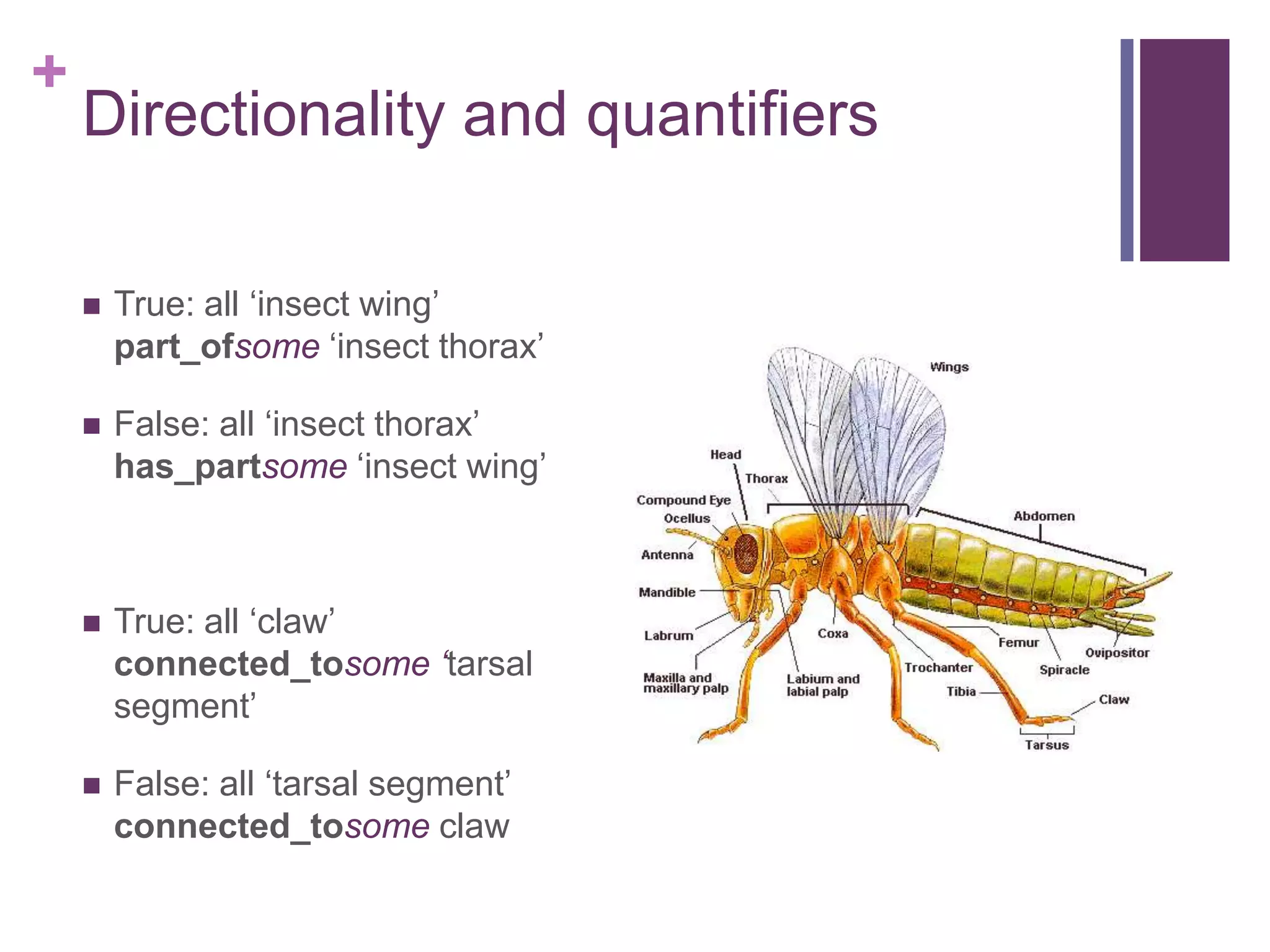 +
    Directionality and quantifiers

       True: all „insect wing‟
        part_ofsome „insect thorax‟

       False: all „insect thorax‟
        has_partsome „insect wing‟



       True: all „claw‟
        connected_tosome ‘tarsal
        segment‟

       False: all „tarsal segment‟
        connected_tosome claw
 