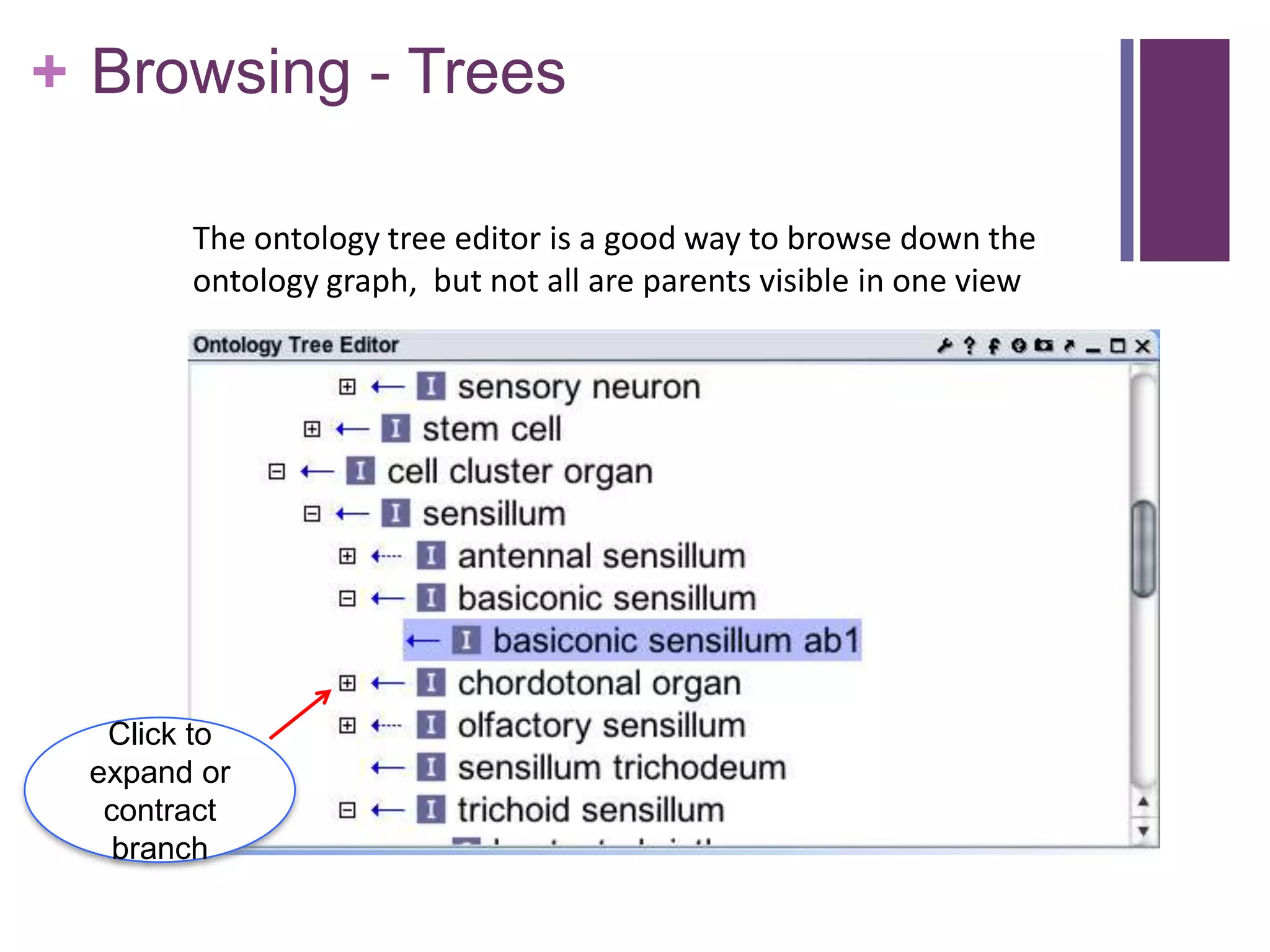 + Browsing - Trees

       The ontology tree editor is a good way to browse down the
       ontology graph, but not all are parents visible in one view




  Click to
 expand or
  contract
   branch
 