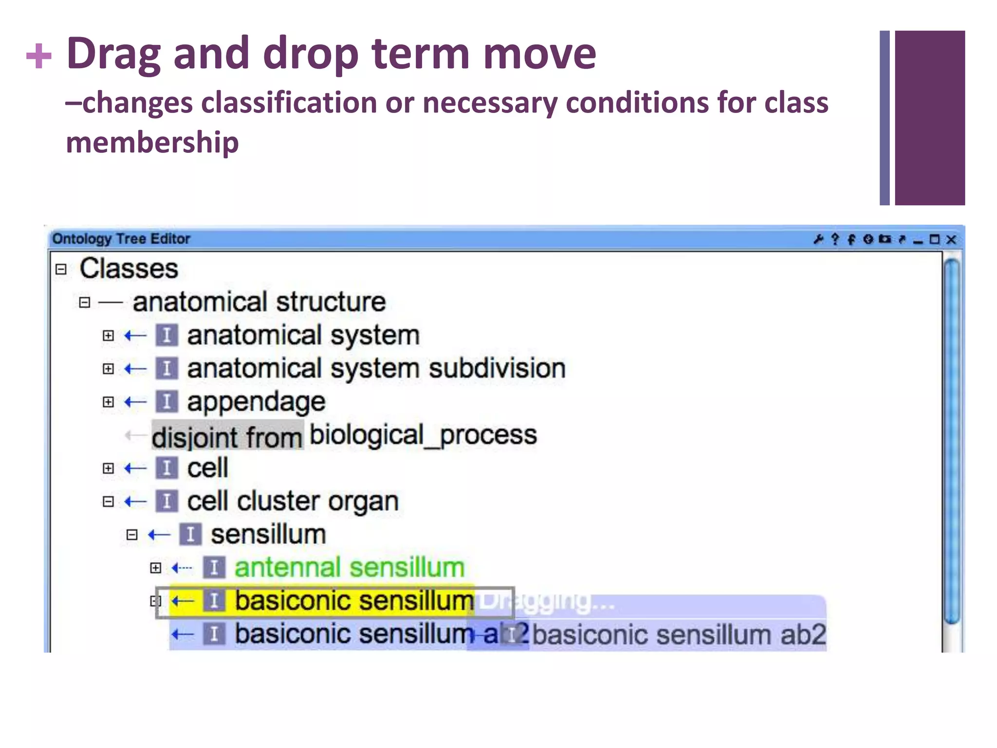 + Drag and drop term move
 –changes classification or necessary conditions for class
 membership
 