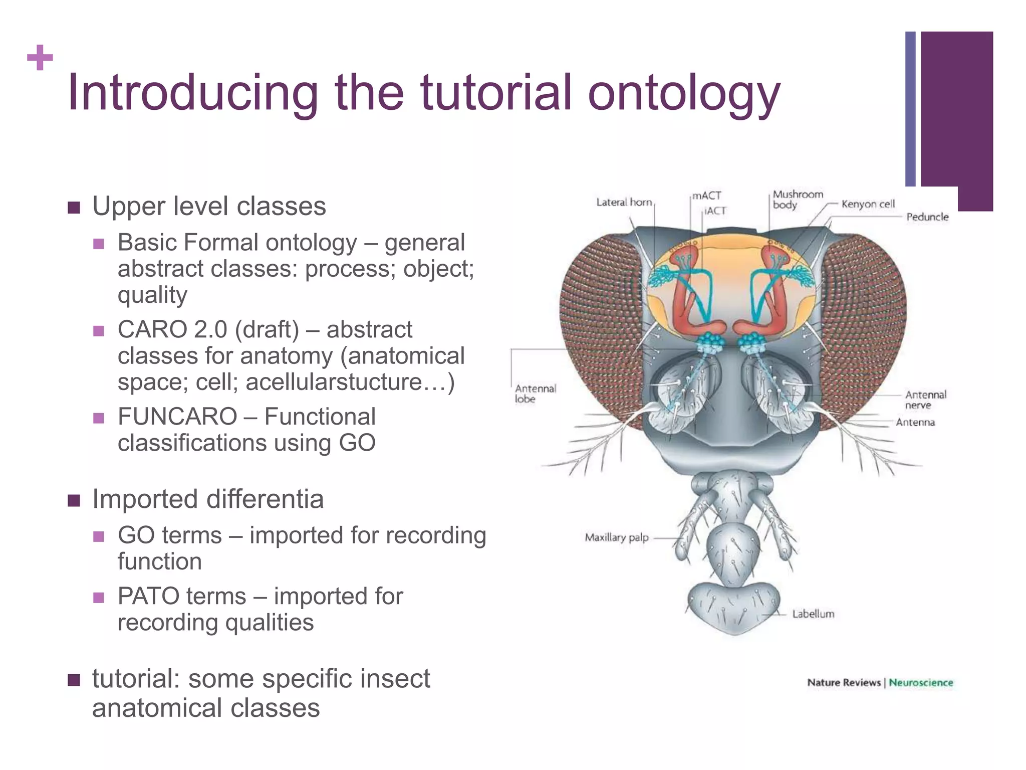 +
    Introducing the tutorial ontology

       Upper level classes
           Basic Formal ontology – general
            abstract classes: process; object;
            quality
           CARO 2.0 (draft) – abstract
            classes for anatomy (anatomical
            space; cell; acellularstucture…)
           FUNCARO – Functional
            classifications using GO

       Imported differentia
           GO terms – imported for recording
            function
           PATO terms – imported for
            recording qualities

       tutorial: some specific insect
        anatomical classes
 