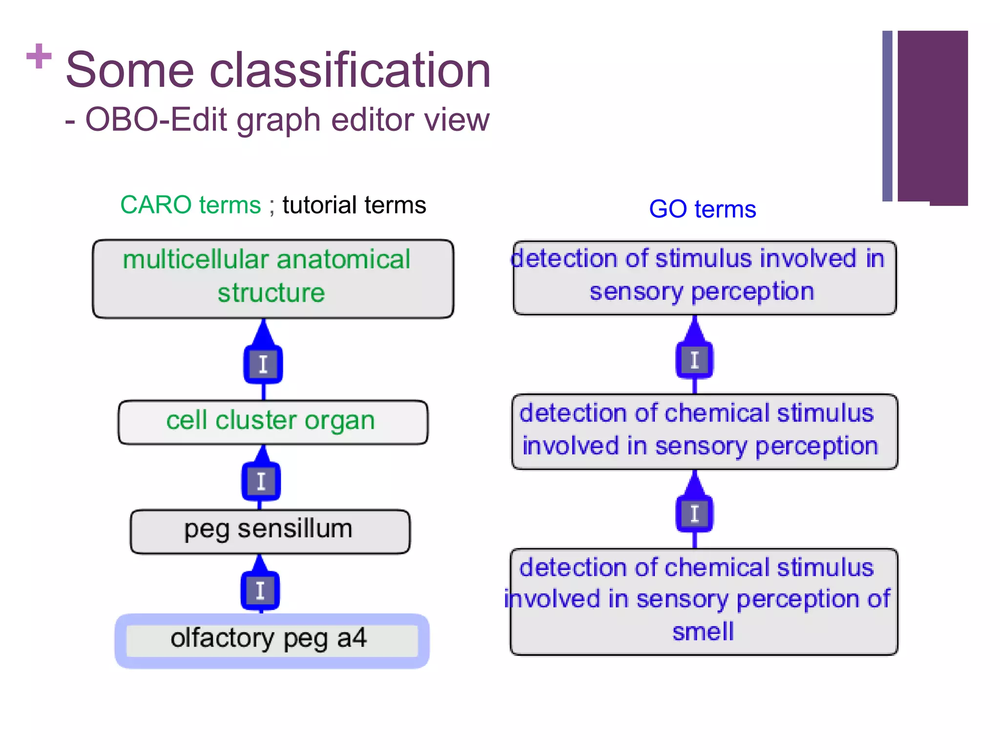 + Some classification
 - OBO-Edit graph editor view

    CARO terms ; tutorial terms   GO terms
 
