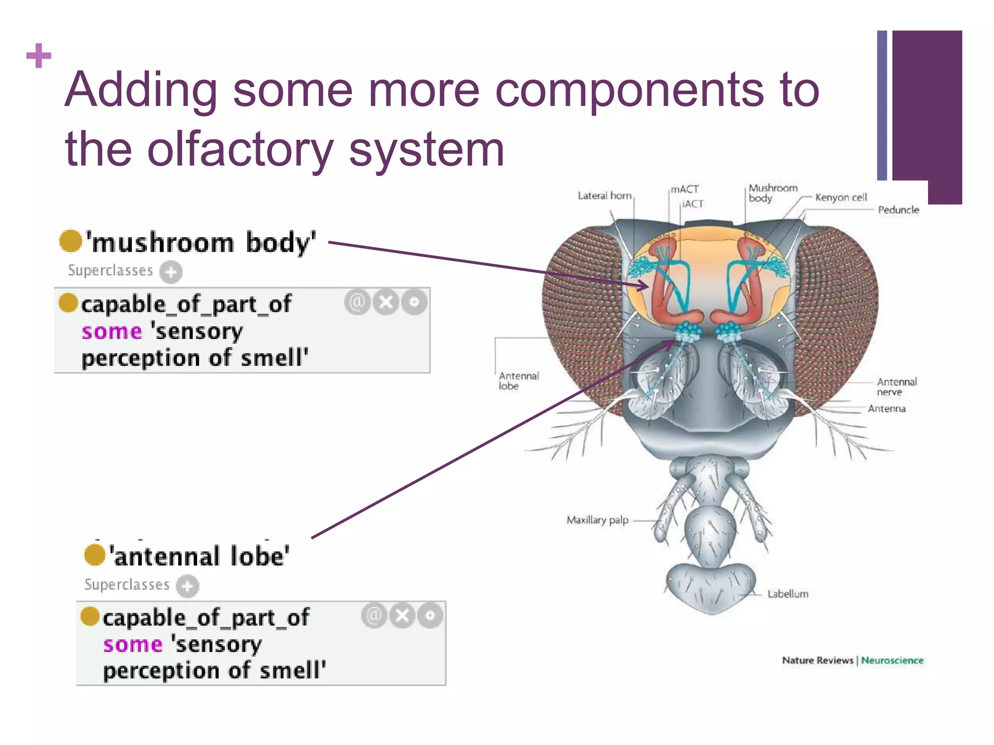 +
    Adding some more components to
    the olfactory system
 