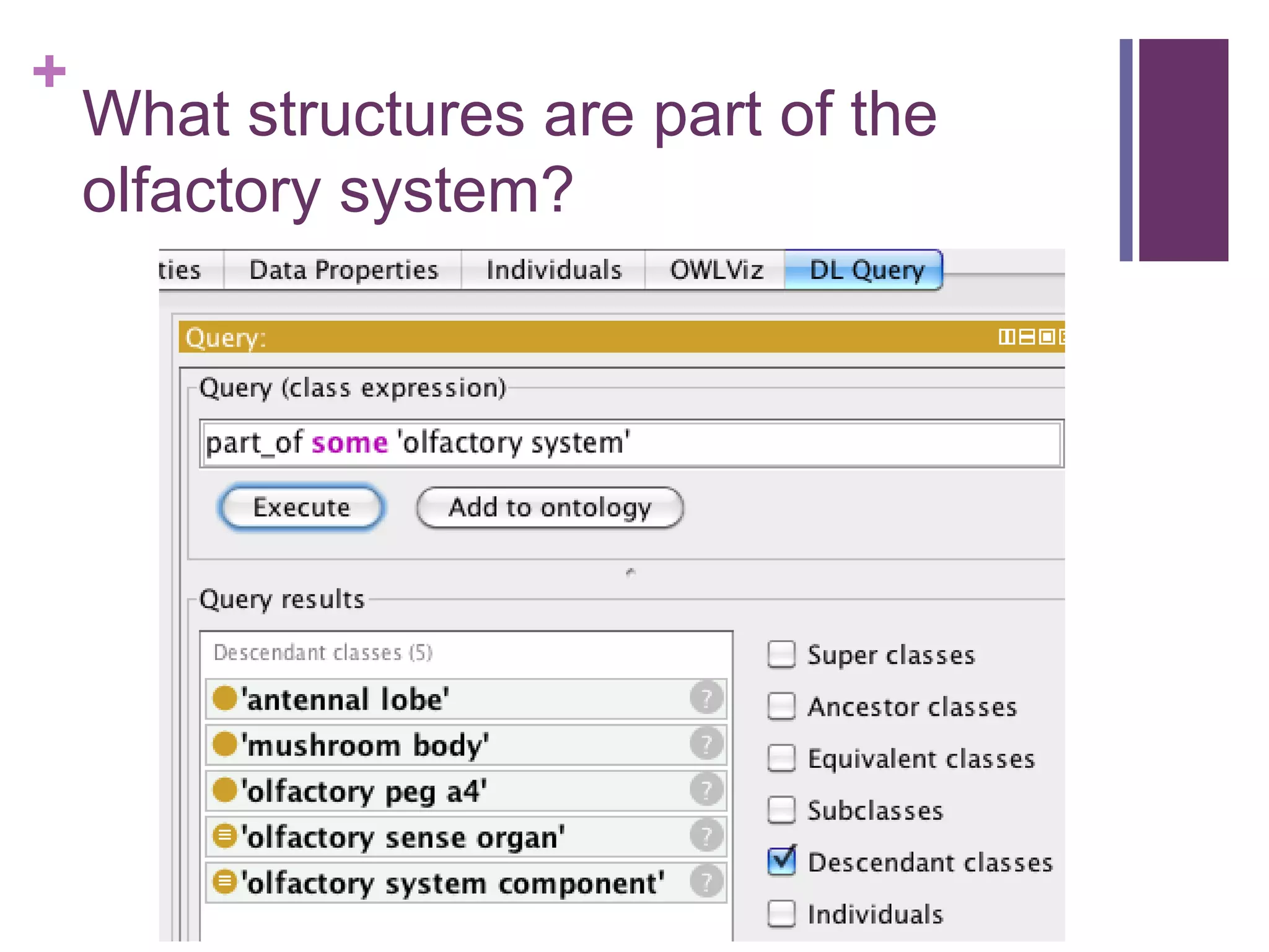 +
    What structures are part of the
    olfactory system?
 