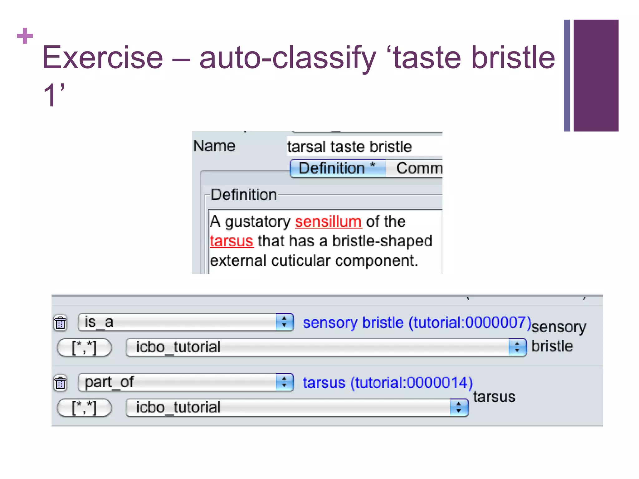 +
    Exercise – auto-classify „taste bristle
    1‟
 