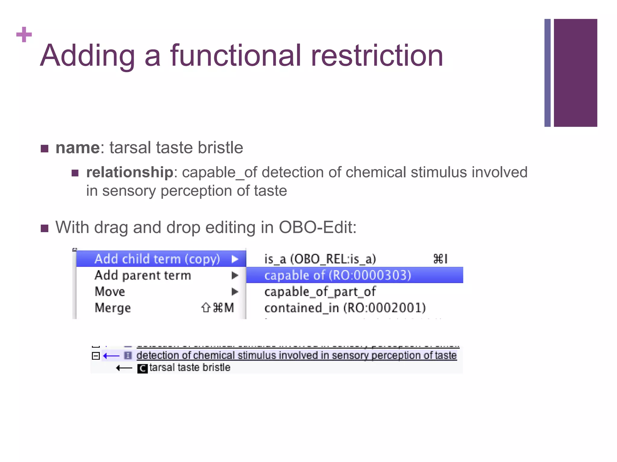 +
    Adding a functional restriction

       name: tarsal taste bristle
             relationship: capable_of detection of chemical stimulus involved
              in sensory perception of taste

       With drag and drop editing in OBO-Edit:
 